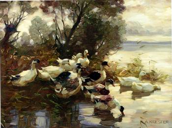 Ducks 095